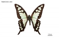 藏品(寬帶青鳳蝶)的圖片